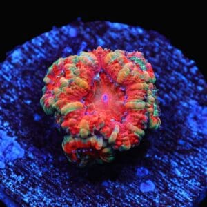 C104 - CAPTIVE SPAWNED AUSSIE LORD