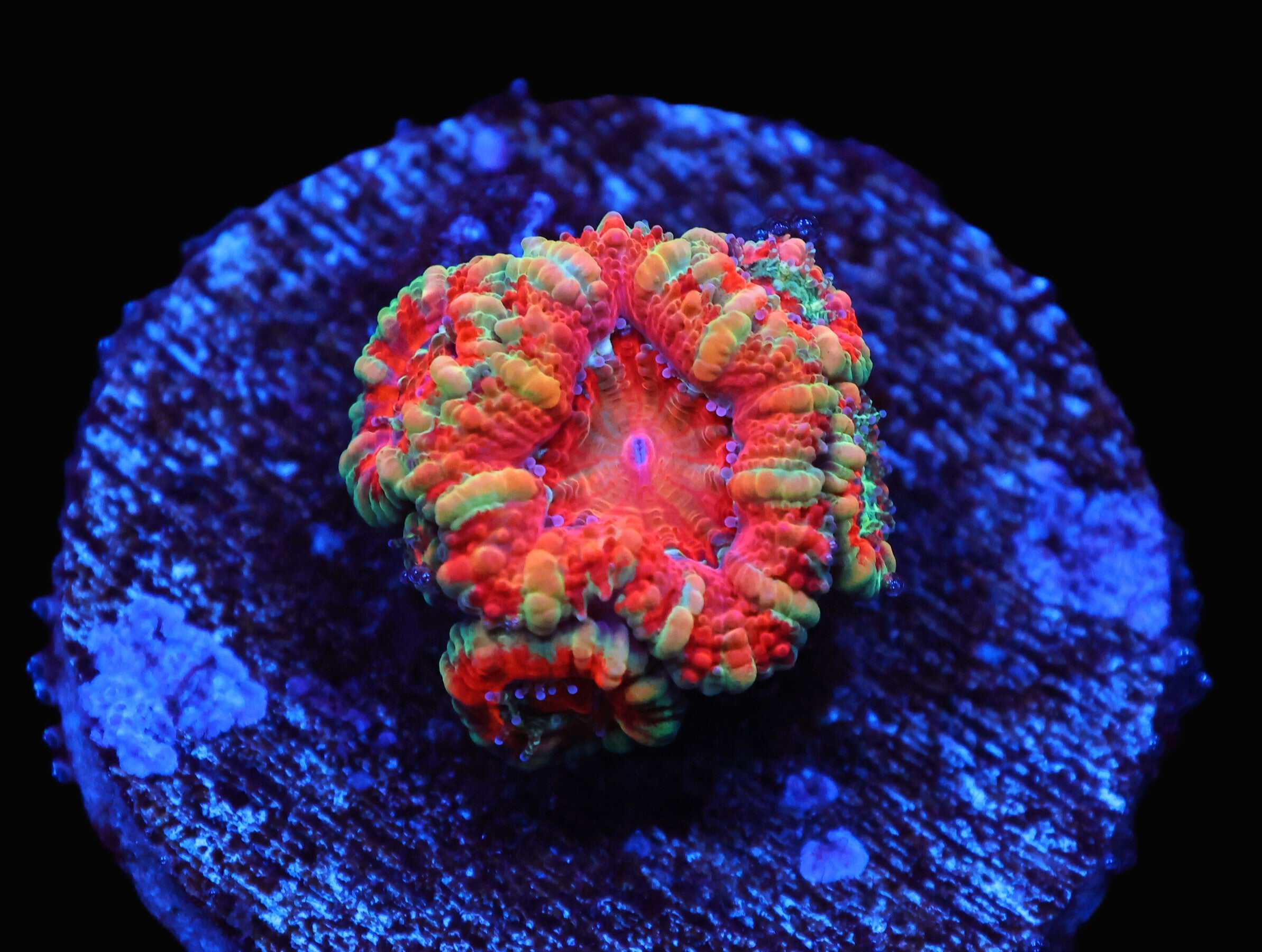 C104 - CAPTIVE SPAWNED AUSSIE LORD