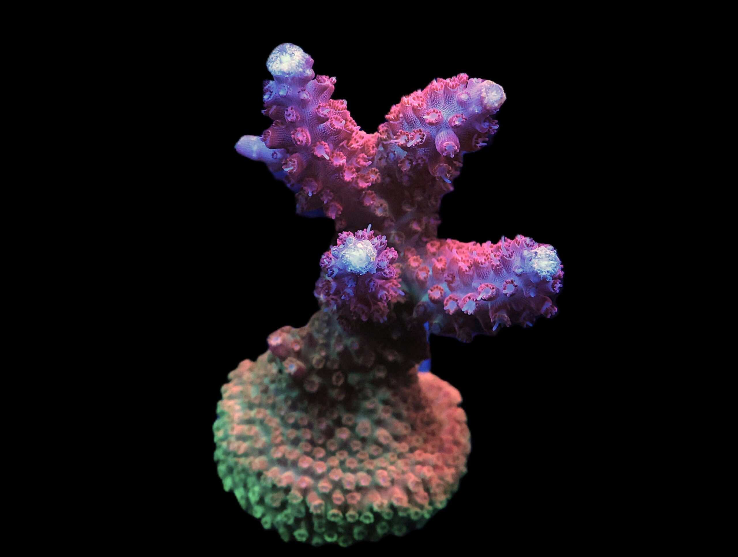 C127 - SDC MARTIAN SUNSET ACRO XL FRAG