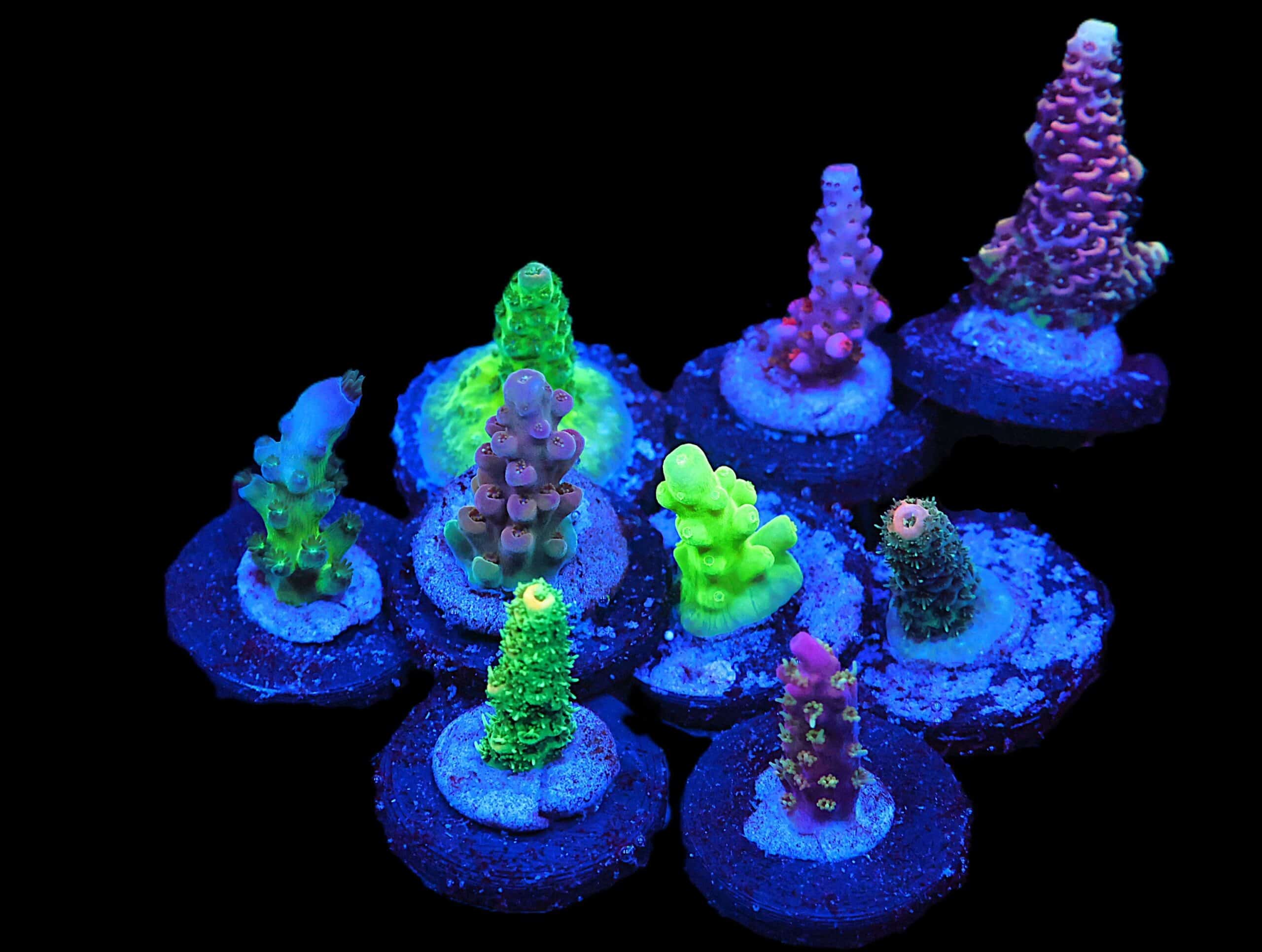 C133 - SDC ACROPORA PACK 10 PC