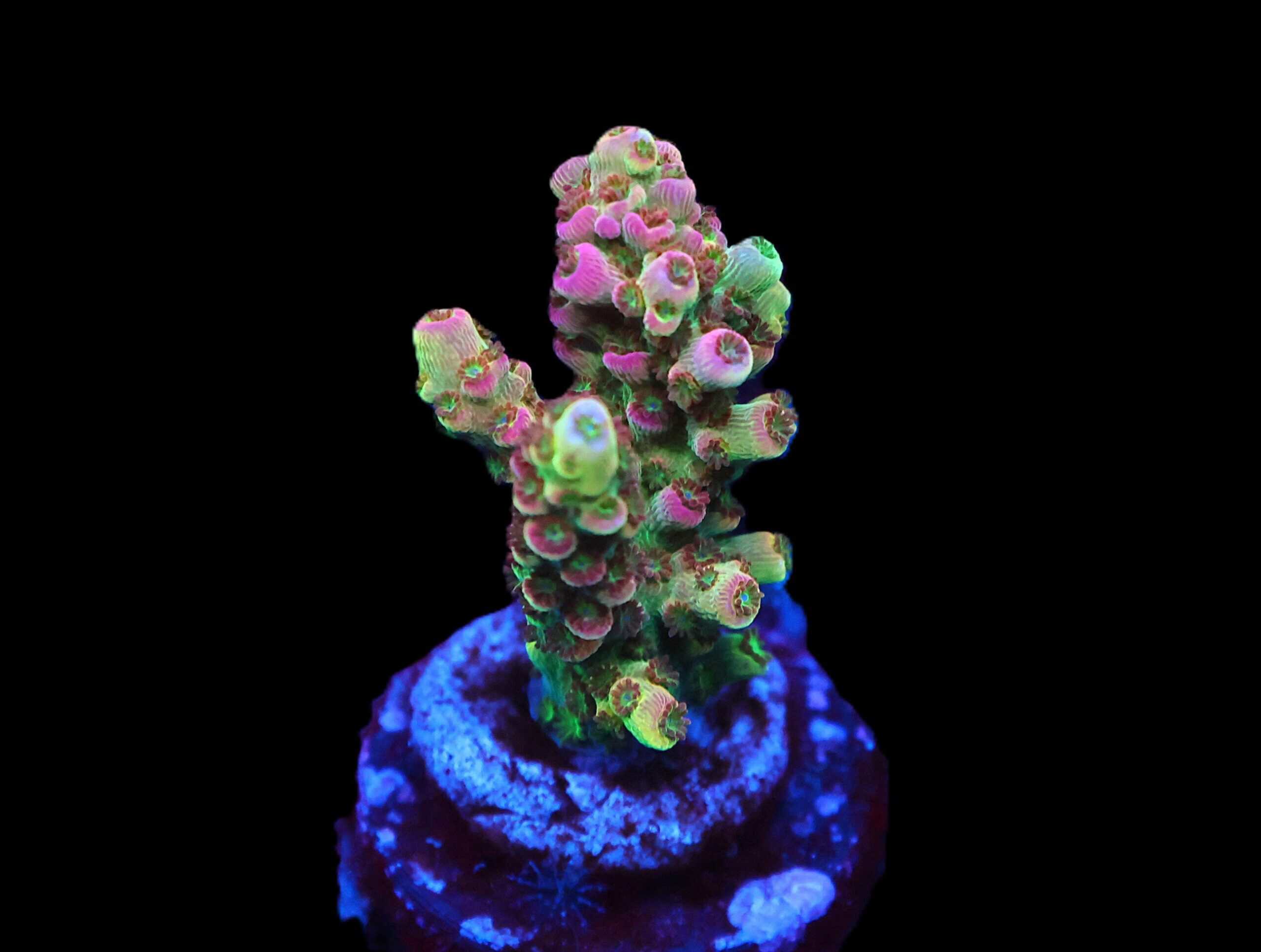 C134 - SDC ROSE PEDAL ACRO