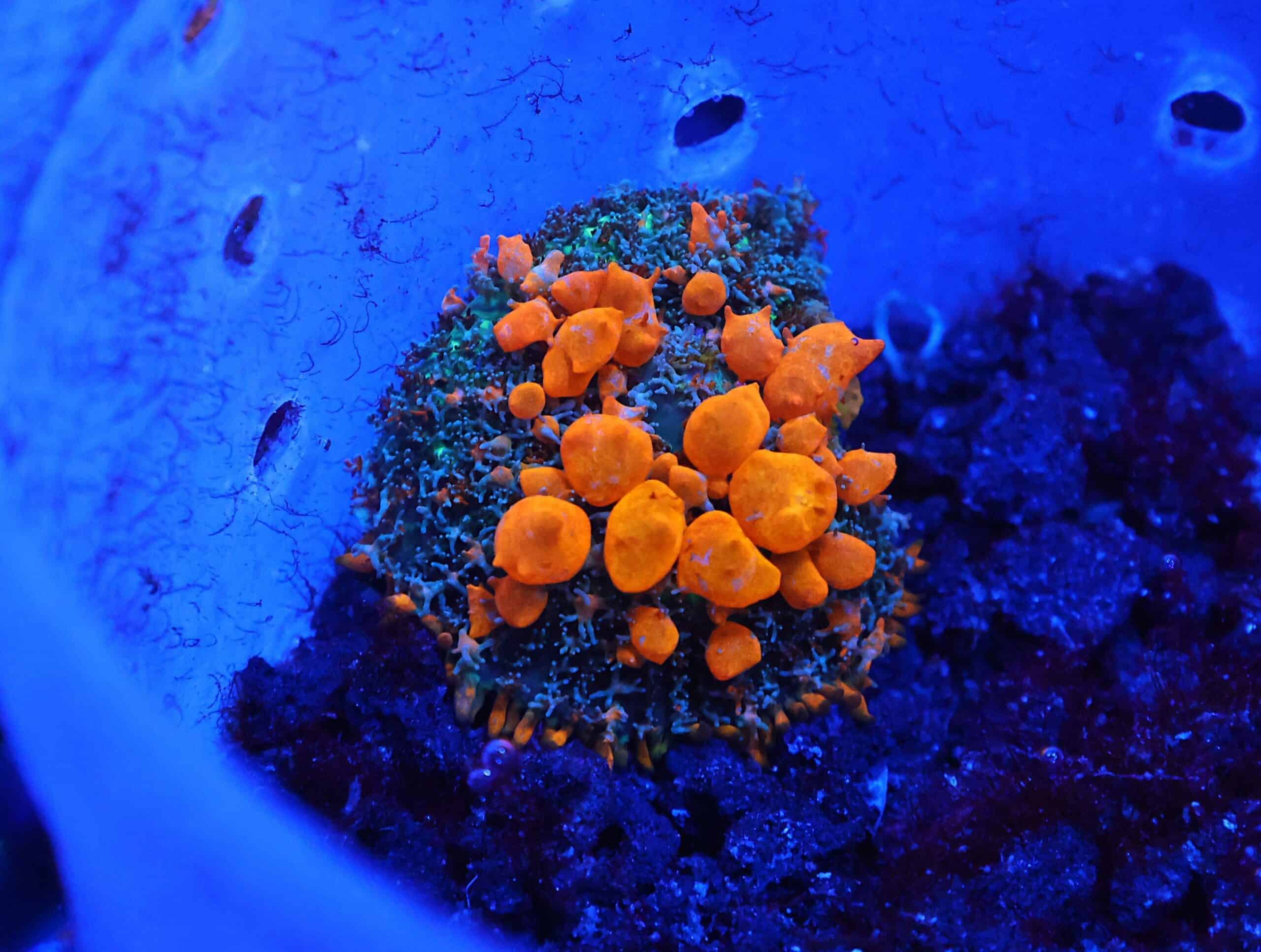 C136 - WWC SUNKIST BOUNCE RHODACTIS