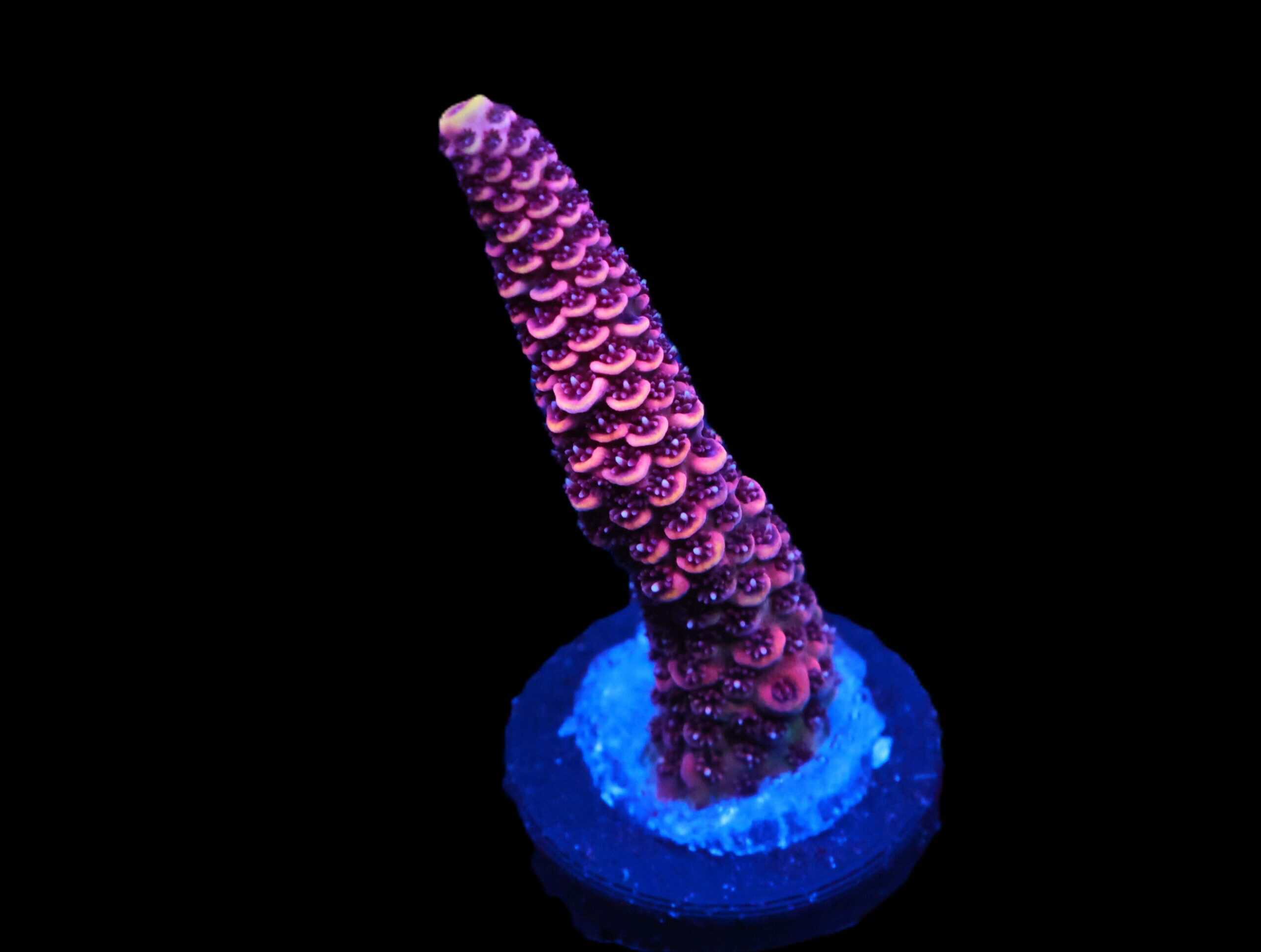 C145 - SDC ACROPORA ASST. PREMIUM