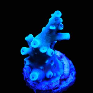 C155 - SDC BLUE OREGON TORT ACRO