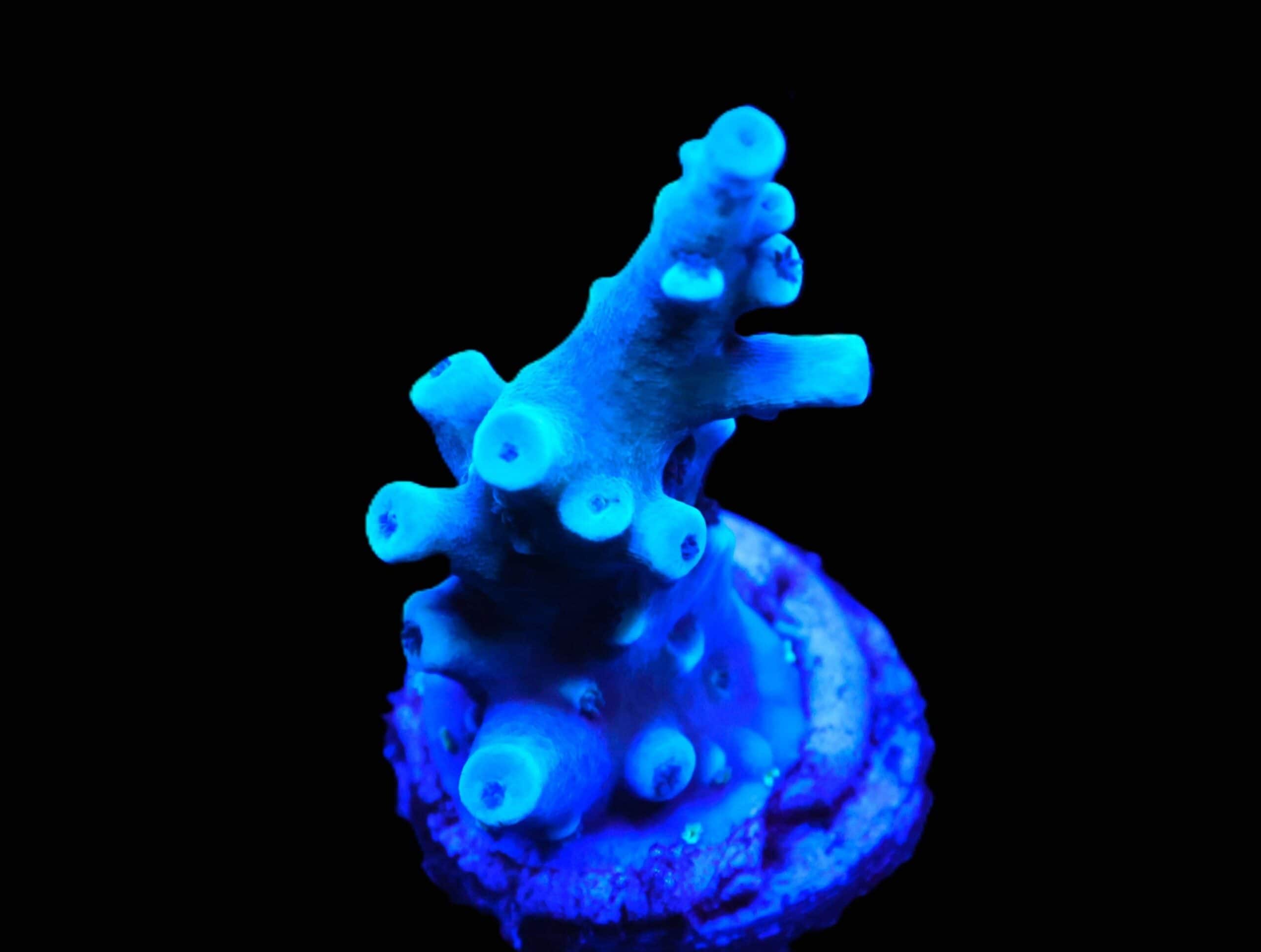 C155 - SDC BLUE OREGON TORT ACRO