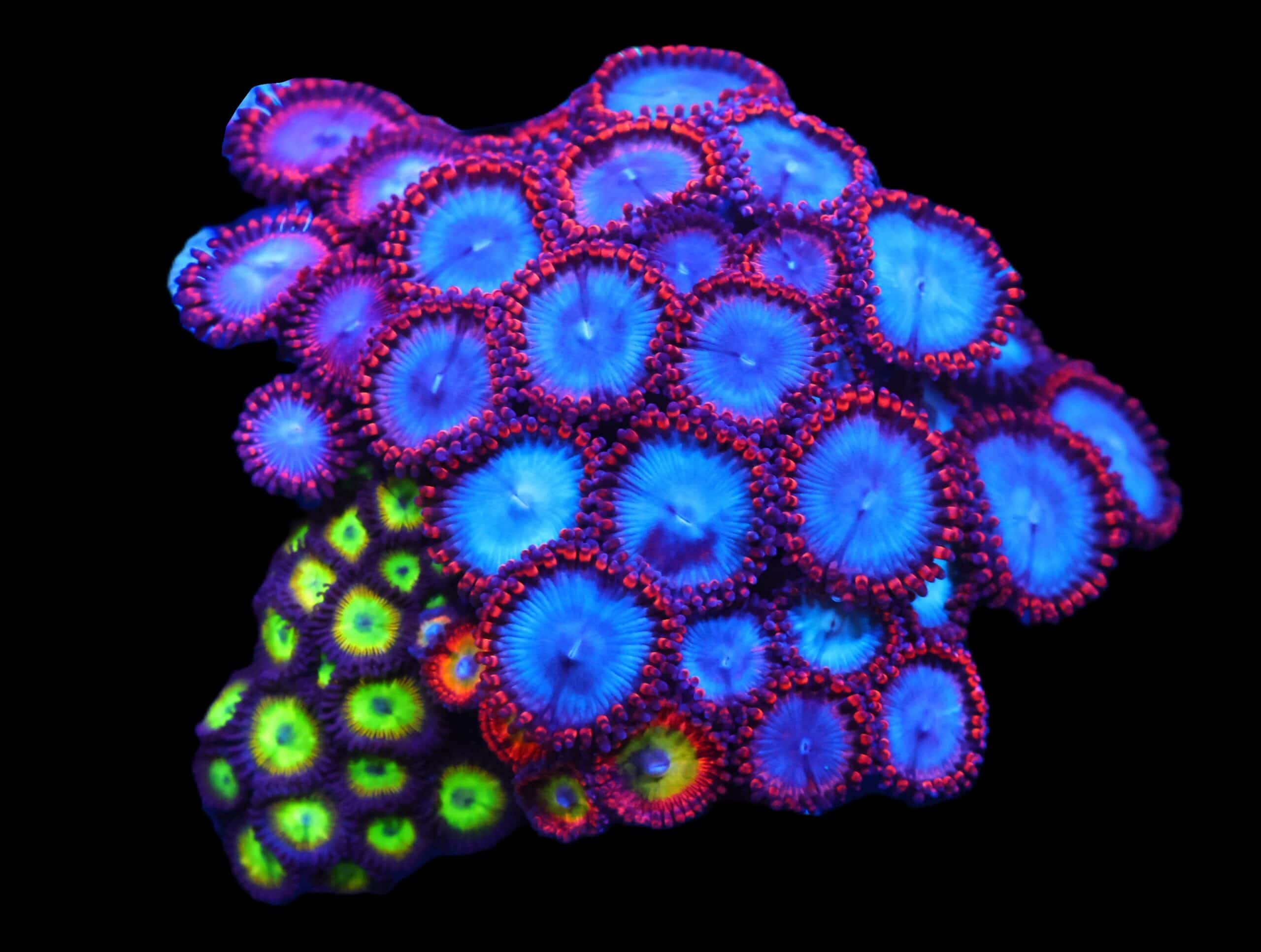 C166 - CULTURED ZOA GARDEN