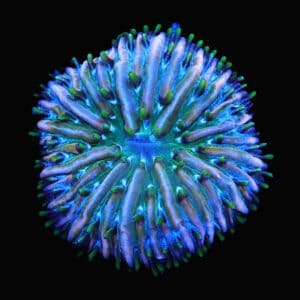 C171 - SDC FUNKY FUNGIA