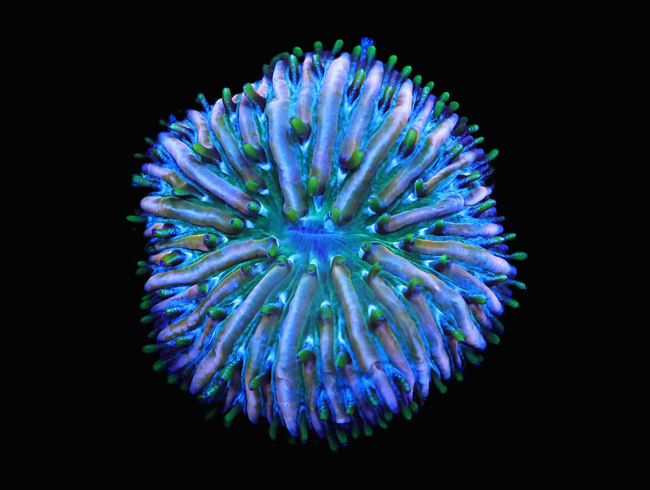 C171 - SDC FUNKY FUNGIA