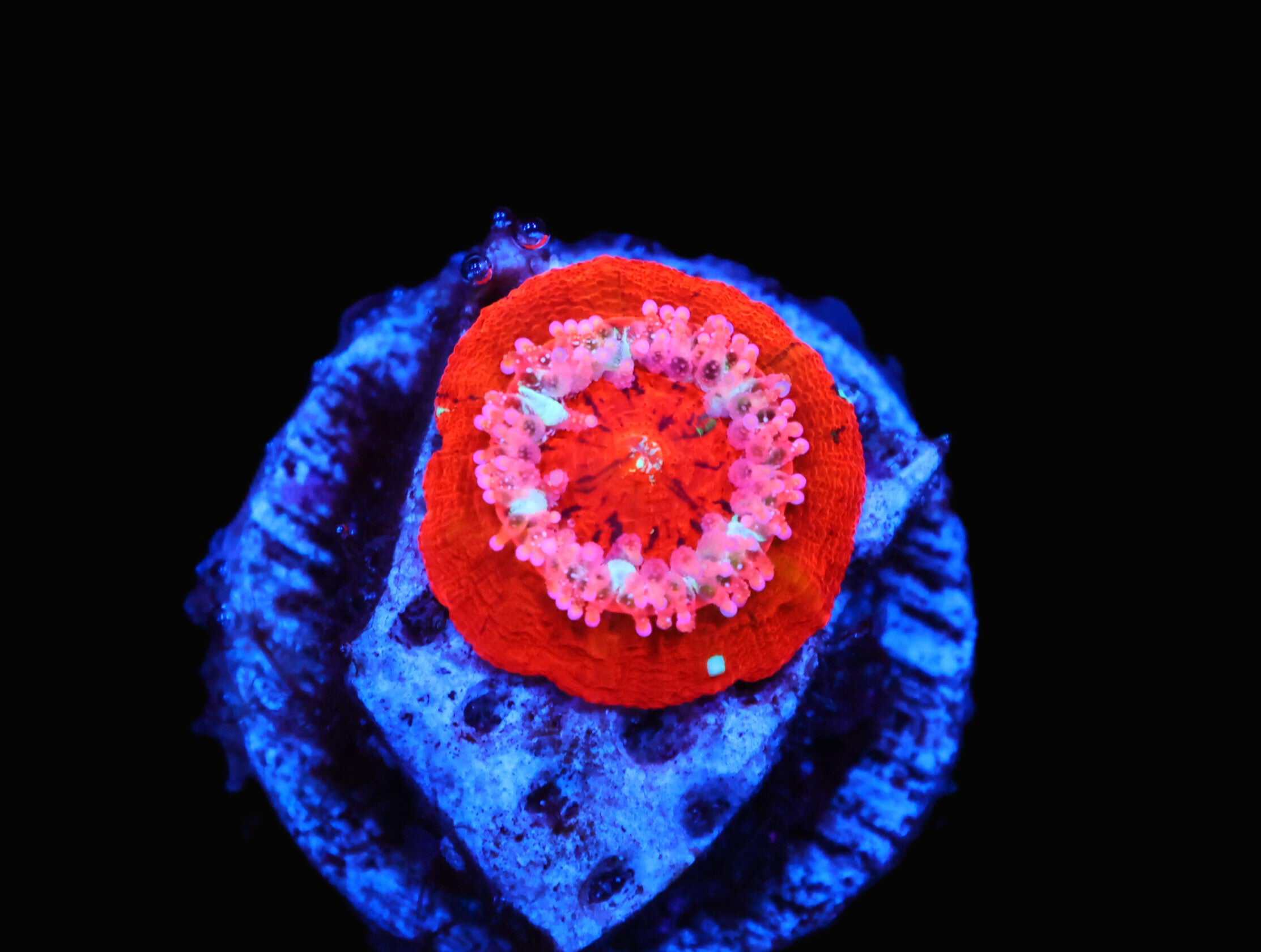 C220 - CAPTIVE SPAWNED SCOLYMIA AUSTRALIS