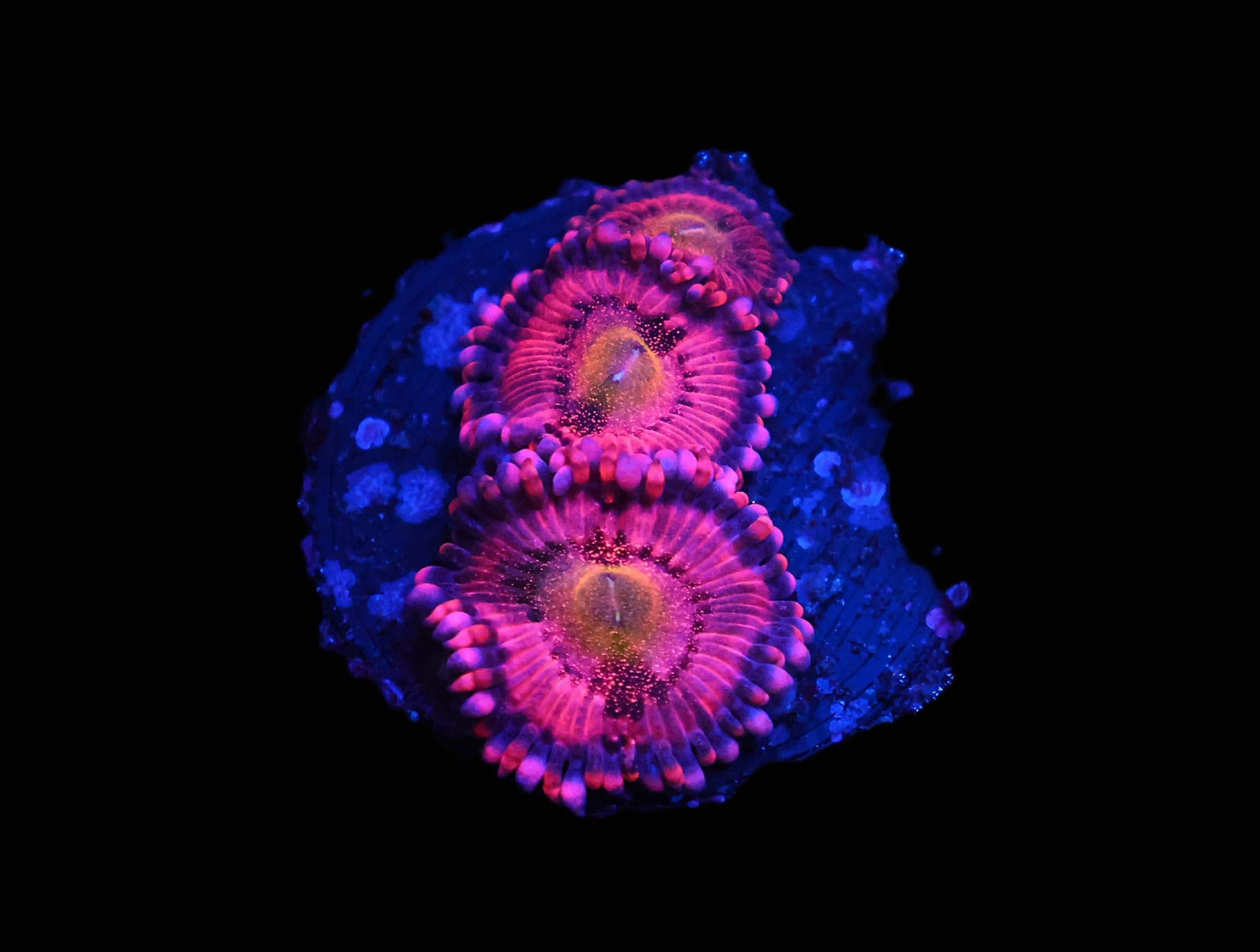 C234 - ALMOST WYSIWYG - SDC HALLE BERRY ZOA/PALY