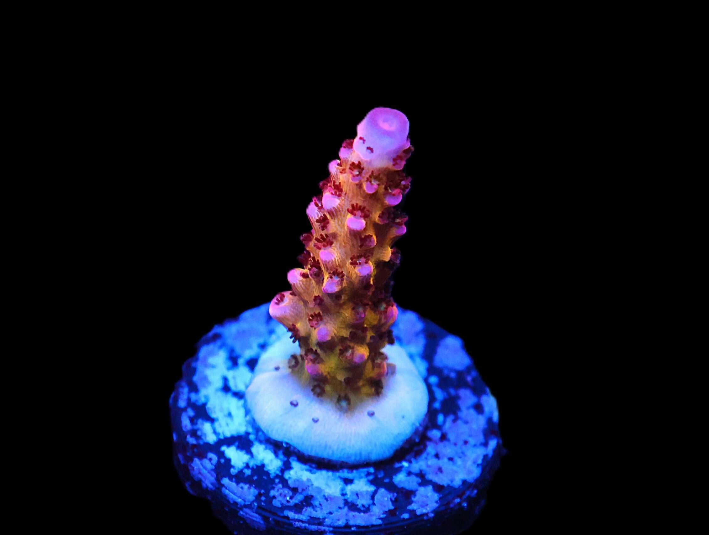 C287 - CB MALEFICENT ACRO