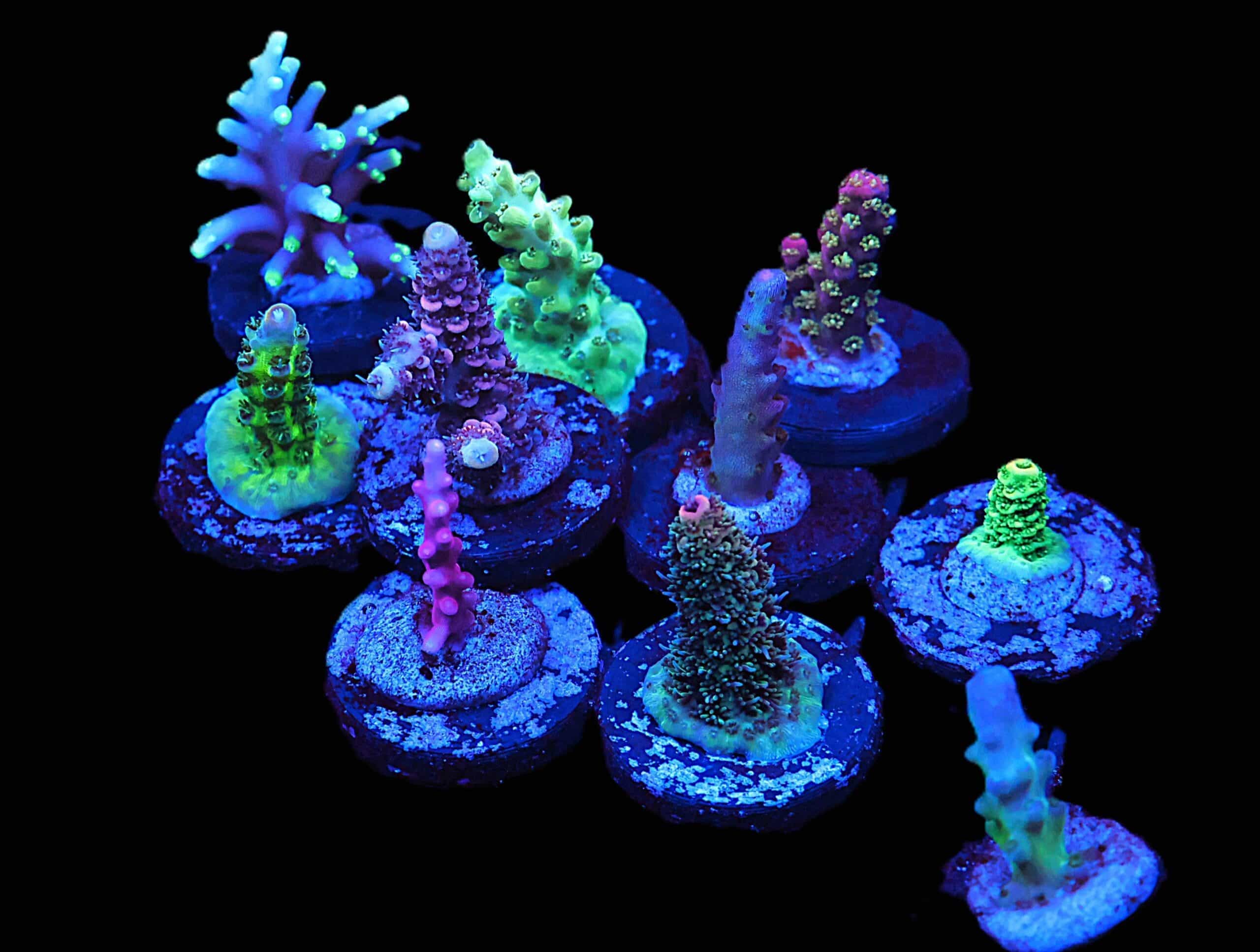 C293 - SDC ACROPORA PACK 10 PC