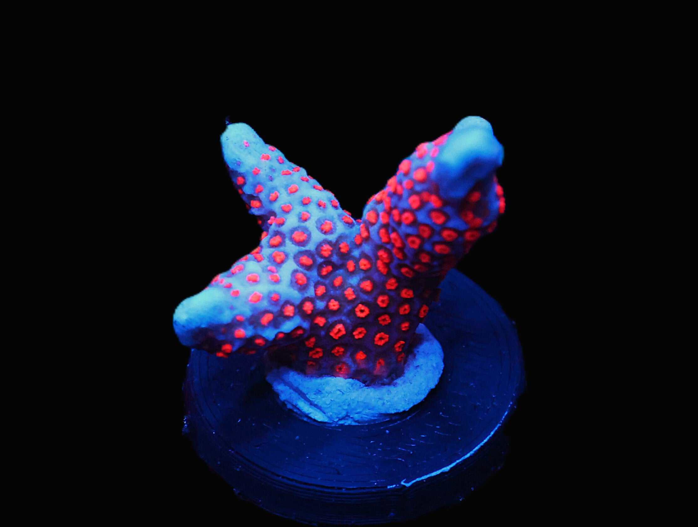 C30 - SDC SUPERMAN MONTIPORA DIGI