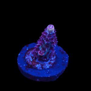 C300 - SDC BLUE RASPBERRY ACRO