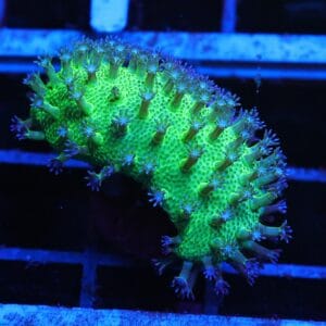 C36 - SDC JAPANESE GREEN SARCOPHYTON