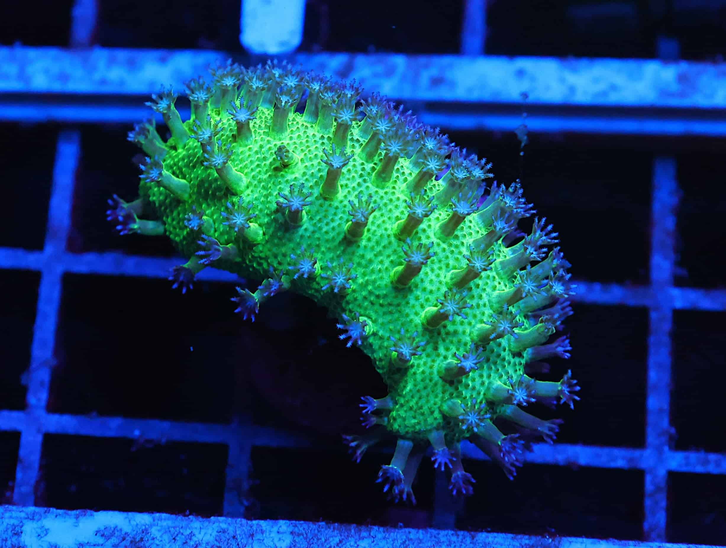 C36 - SDC JAPANESE GREEN SARCOPHYTON