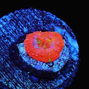 C57 - CAPTIVE SPAWN SCOLYMIA