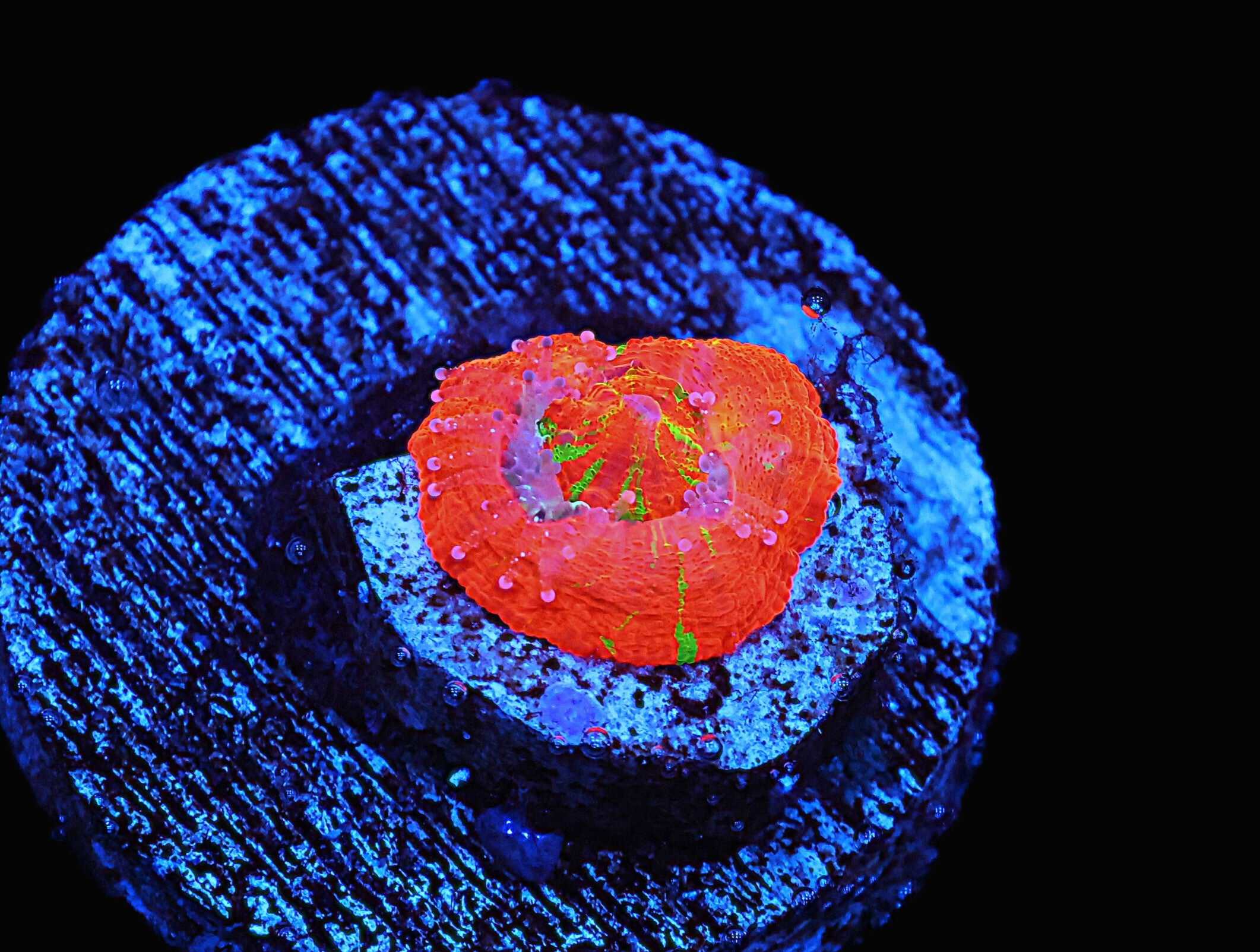 C57 - CAPTIVE SPAWN SCOLYMIA