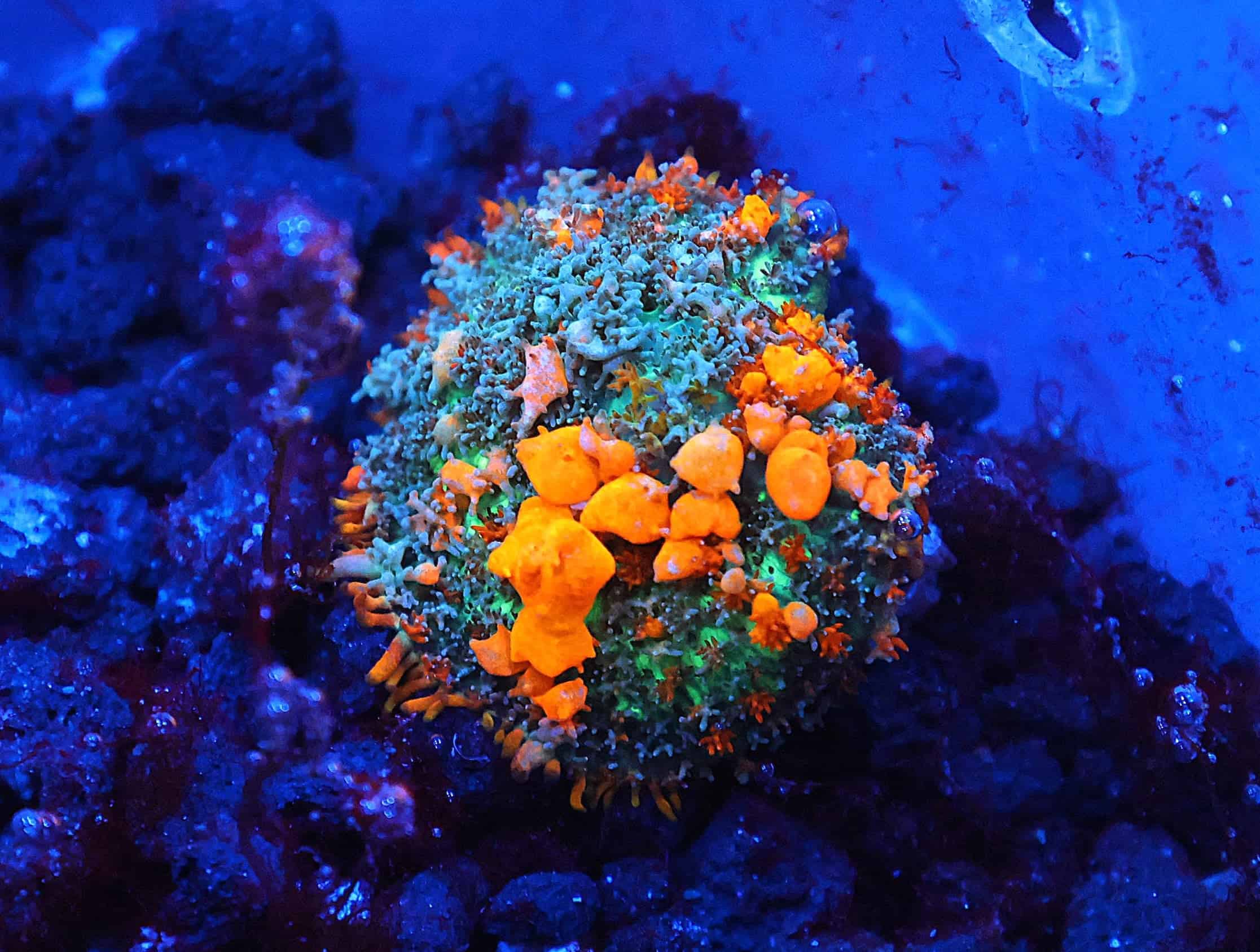 C63 - WWC SUNKIST BOUNCE RHODACTIS