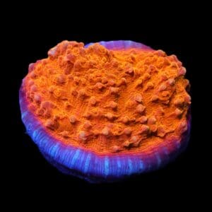 C65 - AUSSIE GOLD CHALICE CULTURED