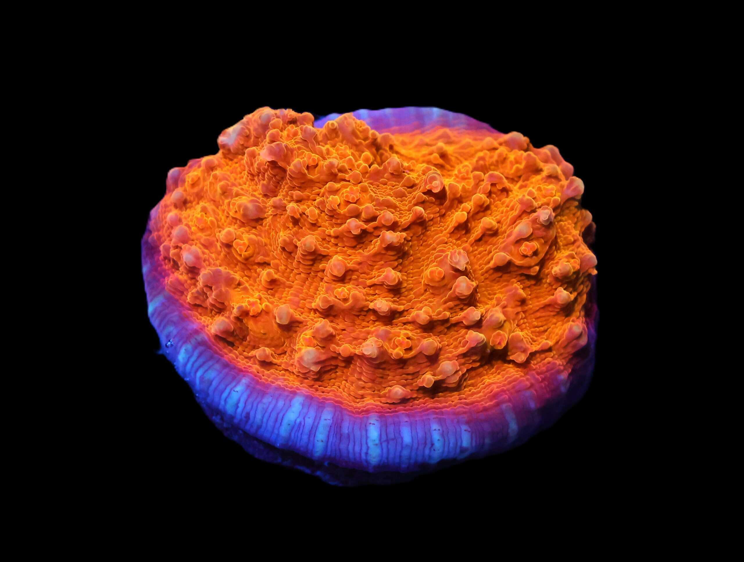 C65 - AUSSIE GOLD CHALICE CULTURED