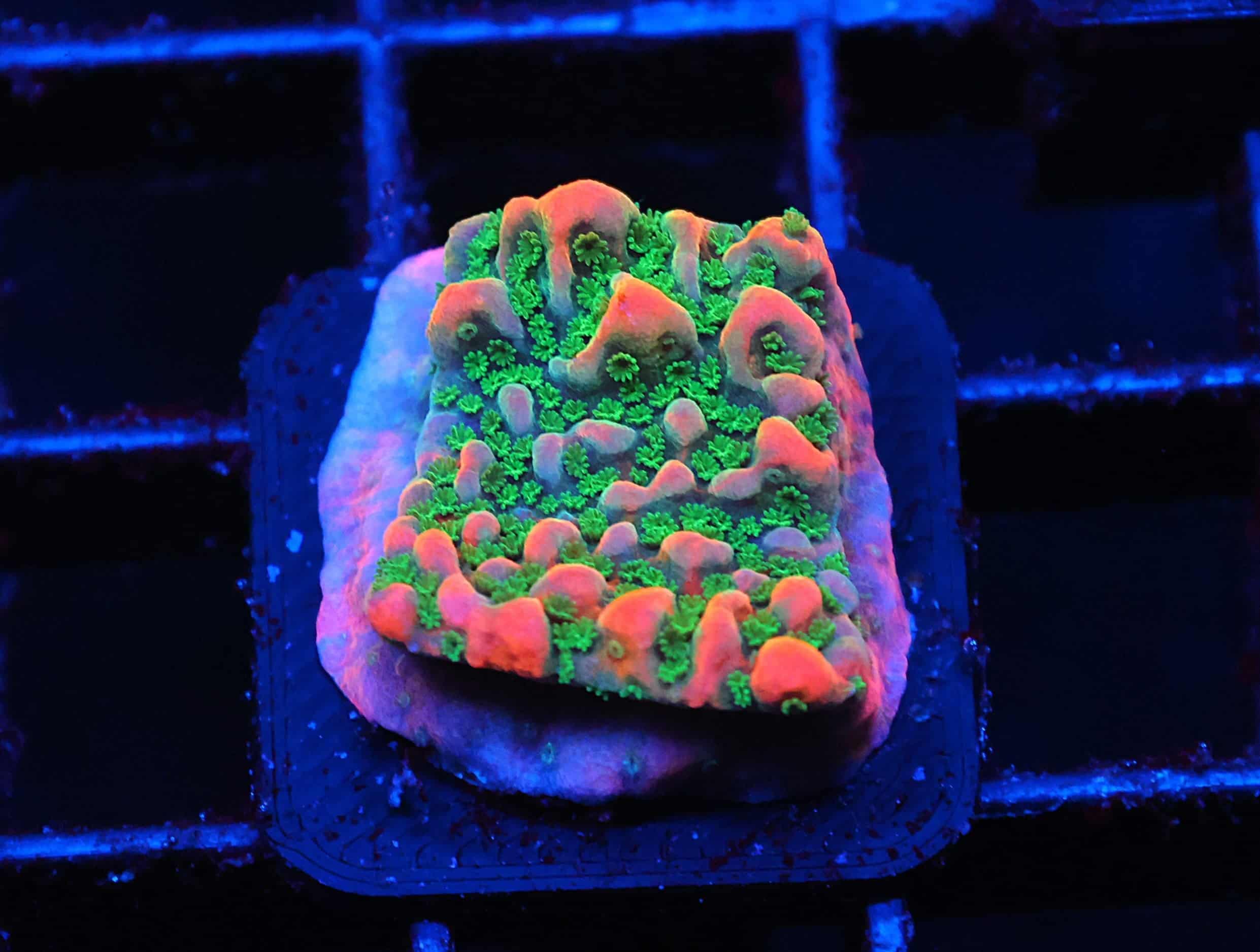 C75 - SDC TROPIC THUNDER MONTIPORA