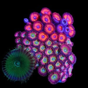 C86 - CULTURED ZOA GARDEN