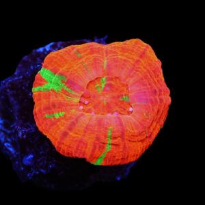 C92 - CAPTIVE SPAWNED SCOLYMIA AUSTRALIS