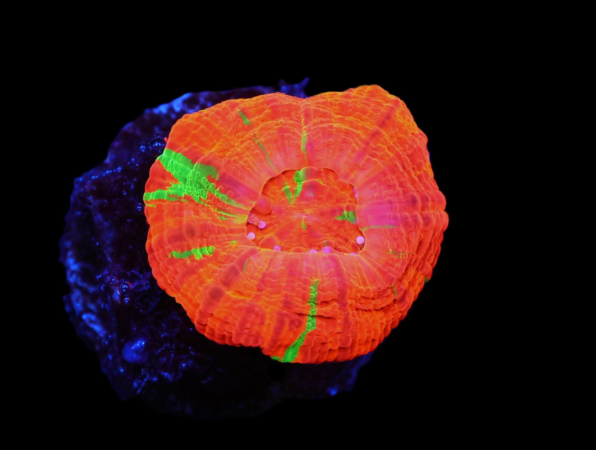 C92 - CAPTIVE SPAWNED SCOLYMIA AUSTRALIS