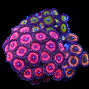 C94 - CULTURED ZOA GARDEN