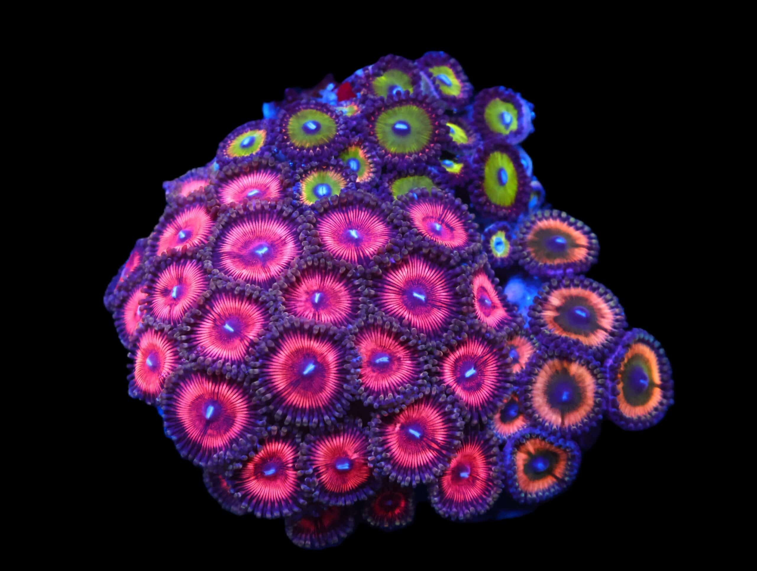 C94 - CULTURED ZOA GARDEN