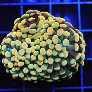 D05 - INDO HAMMER BRANCH GOLD 3 HEAD