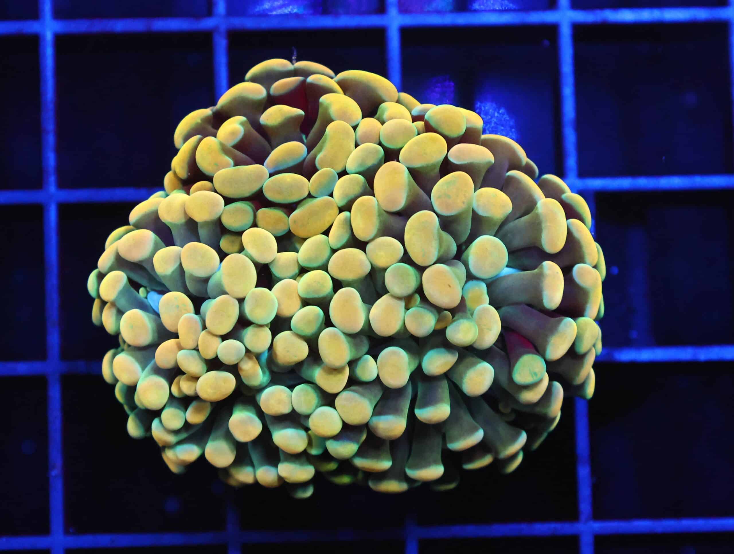 D05 - INDO HAMMER BRANCH GOLD 3 HEAD