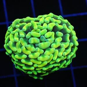 D08 - AUSSIE HAMMER THICK BRANCH YELLOW 1 HEAD