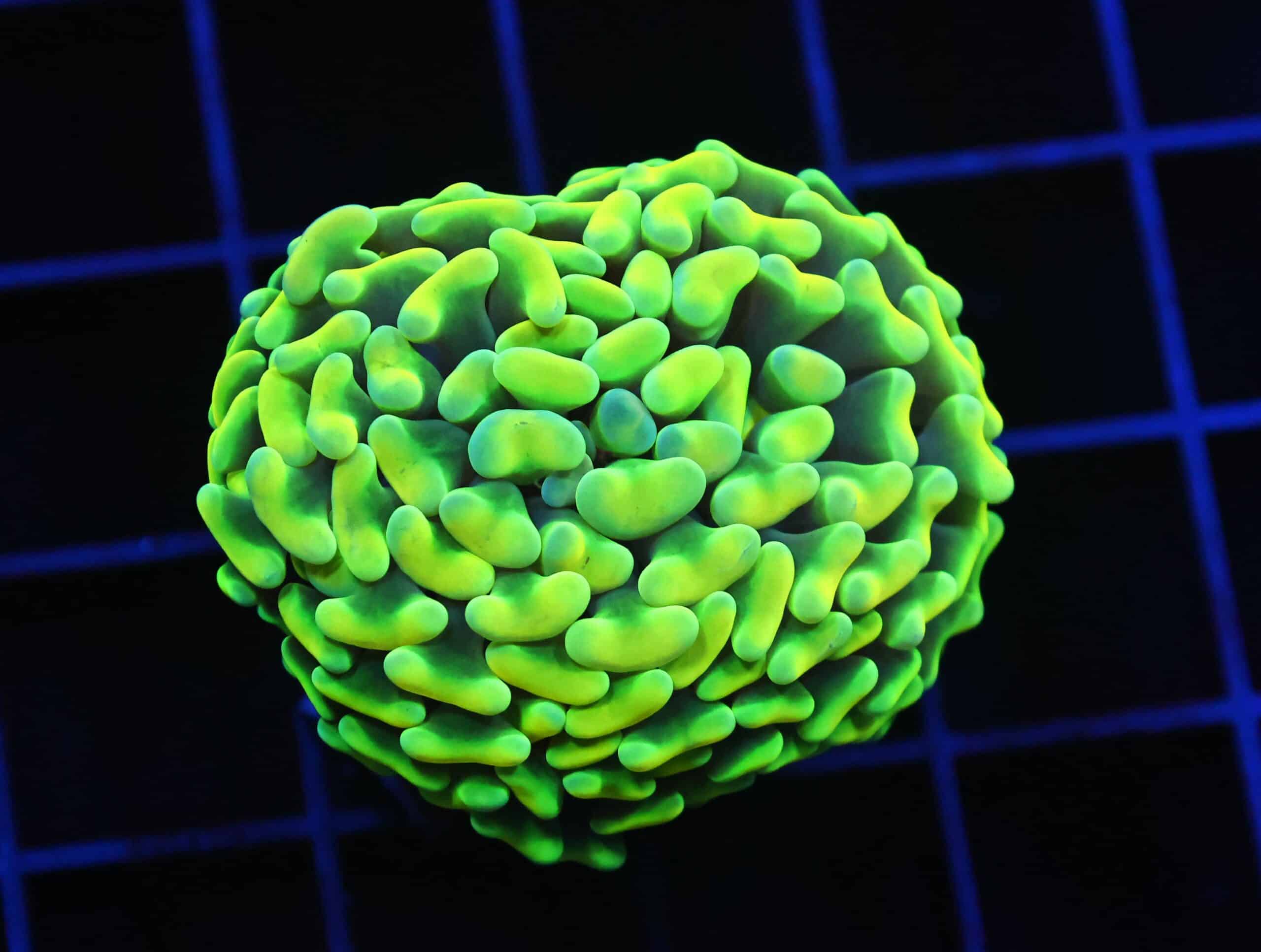 D08 - AUSSIE HAMMER THICK BRANCH YELLOW 1 HEAD