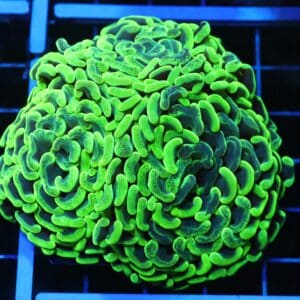 D110 - AUSSIE HAMMER THICK BRANCH TOXIC SPLATTER 3 HEAD