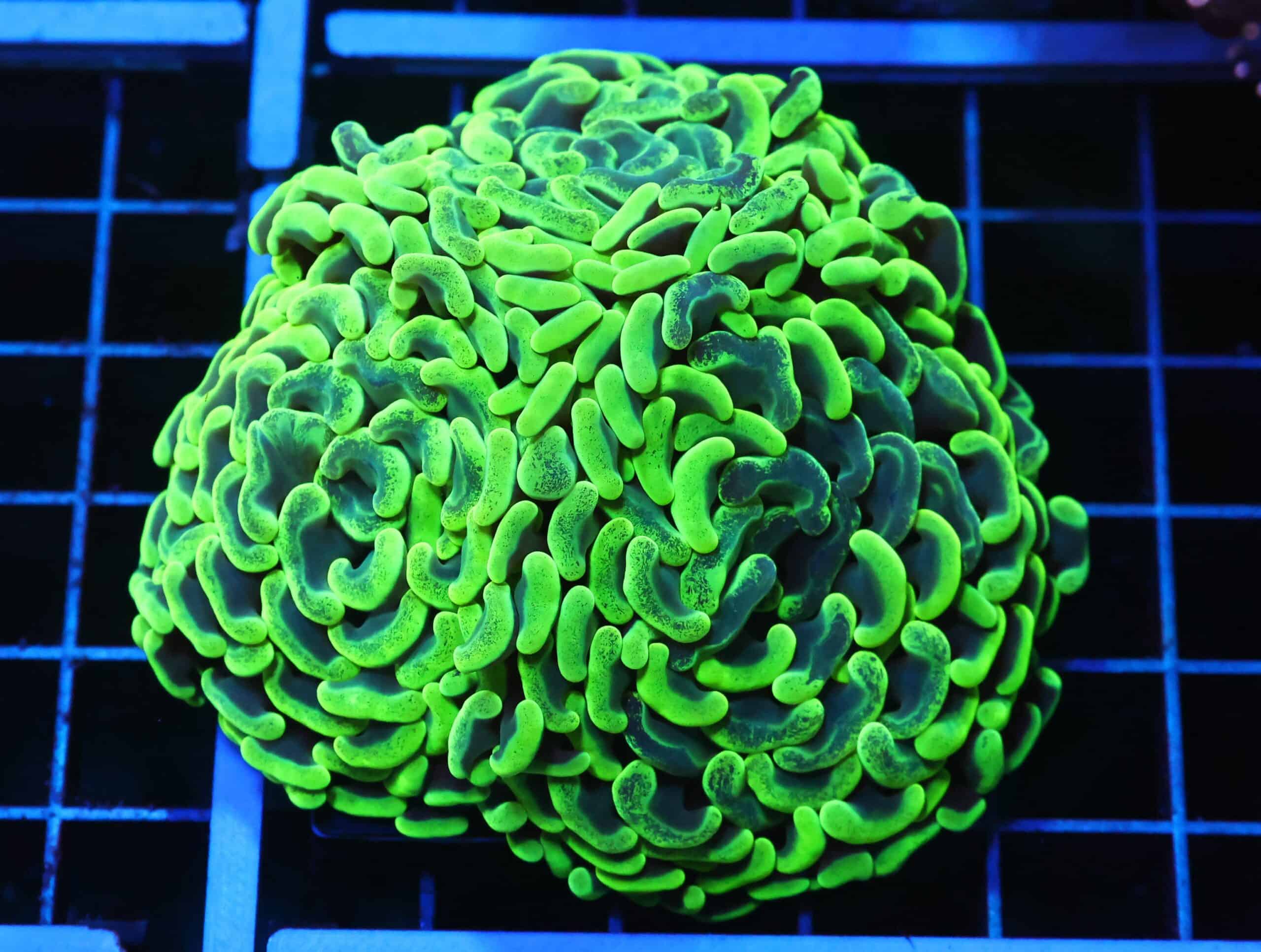 D110 - AUSSIE HAMMER THICK BRANCH TOXIC SPLATTER 3 HEAD