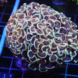 D112 - INDO HAMMER WALL GOLD