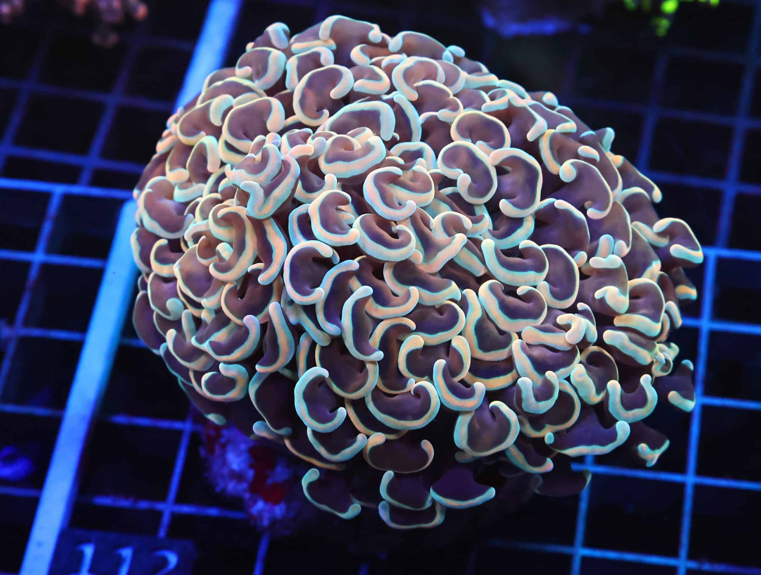 D112 - INDO HAMMER WALL GOLD