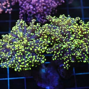 D114 - INDO FROGSPAWN BRANCH GAMMA RAY 3 HEAD