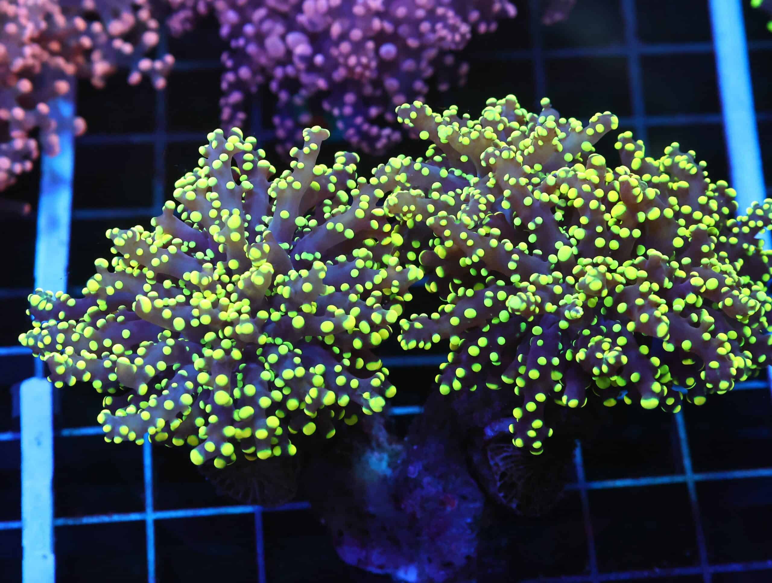 D114 - INDO FROGSPAWN BRANCH GAMMA RAY 3 HEAD