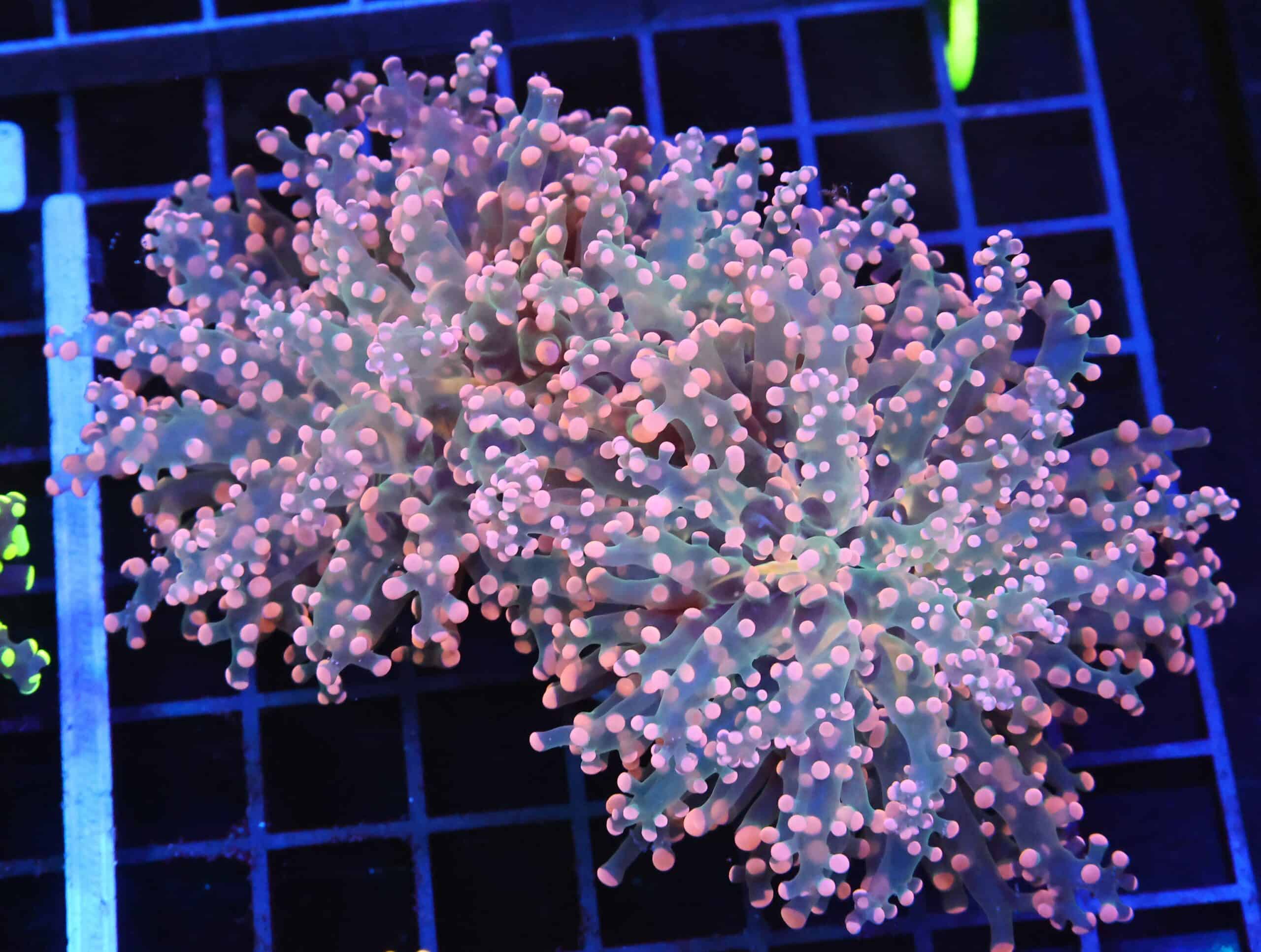 D116 - INDO FROGSPAWN BRANCH ORANGE 3 HEAD