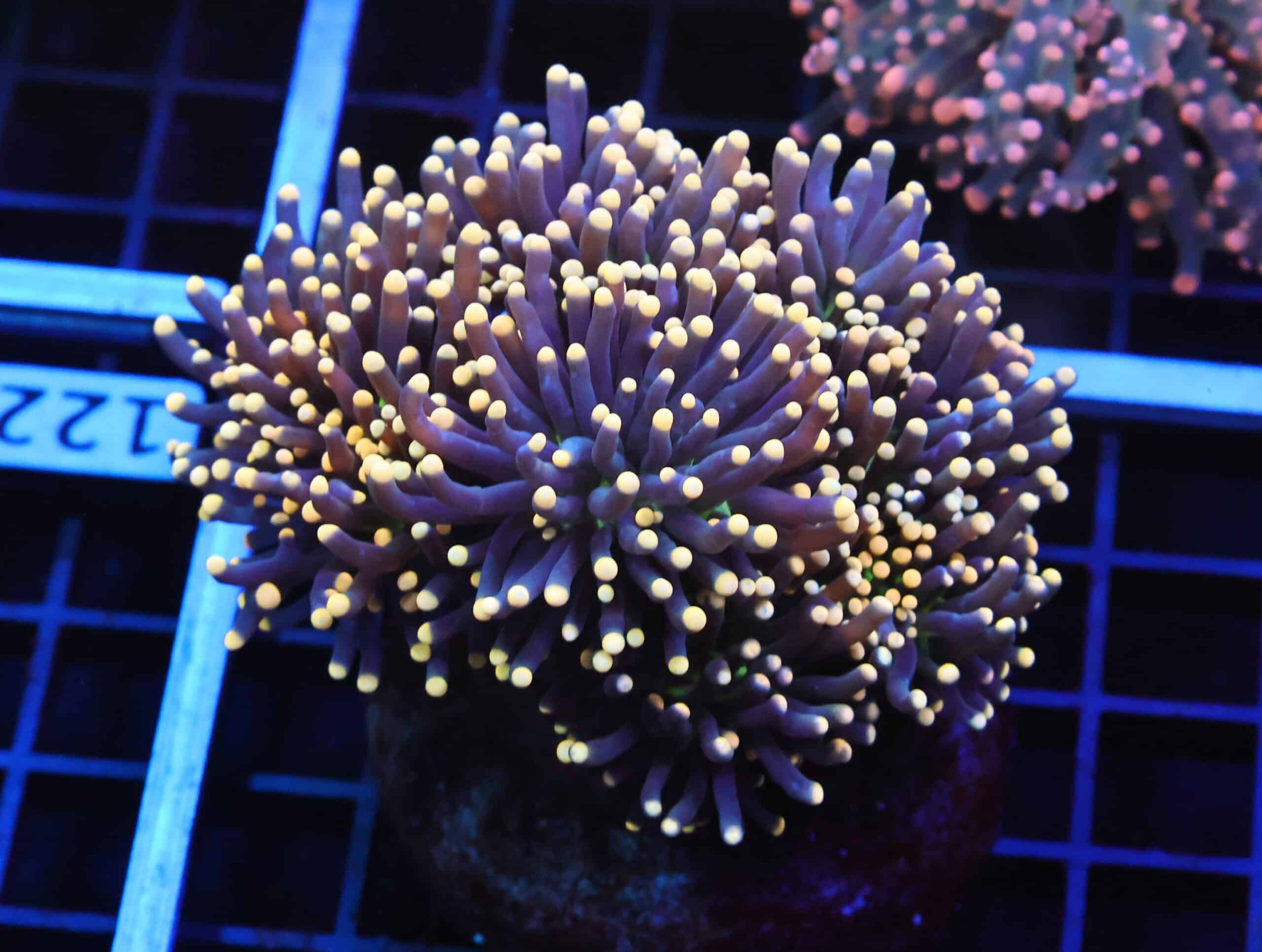 D121 - INDO TORCH BLACK LIGHT 7 HEAD