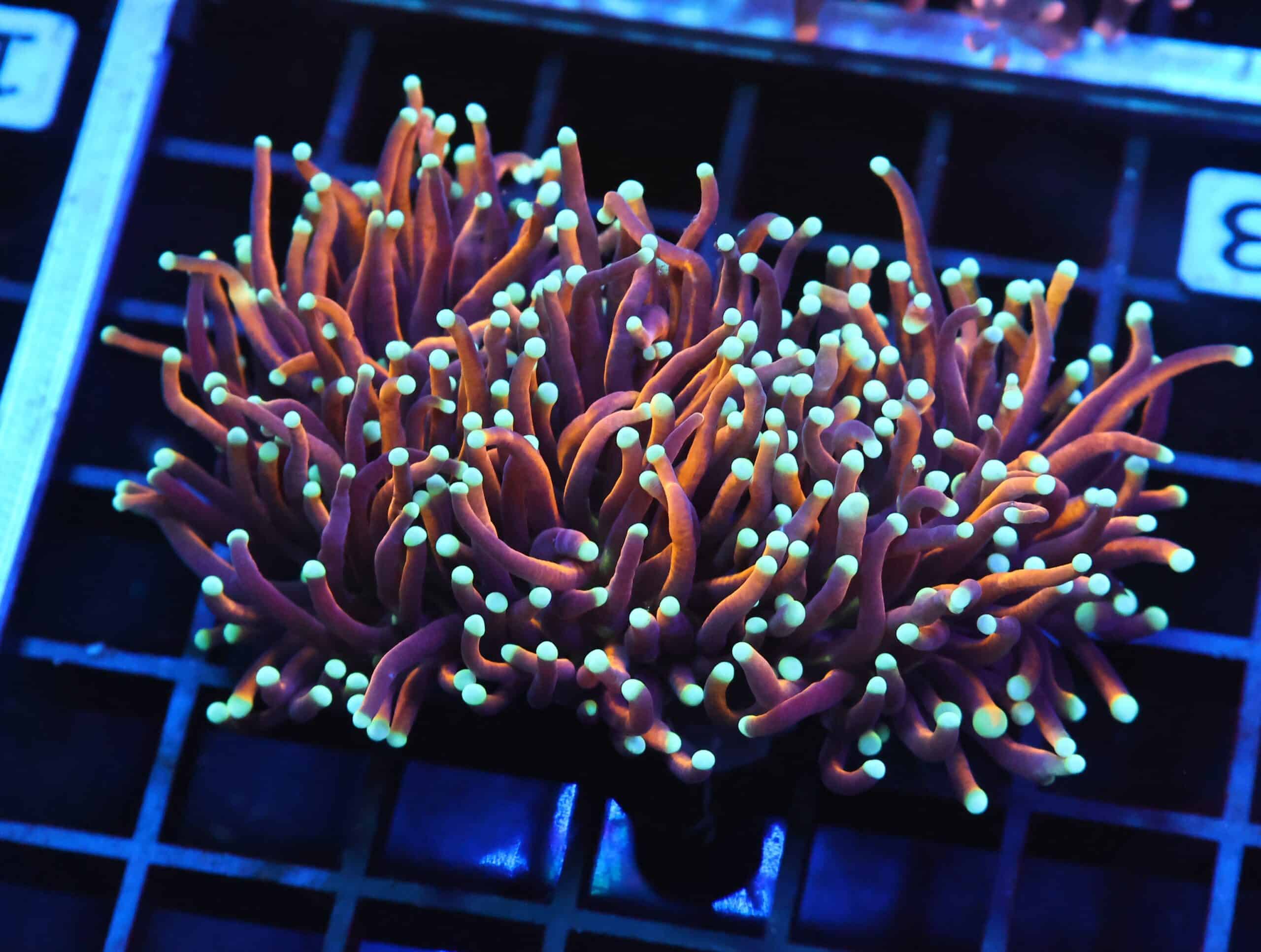 D123 - INDO TORCH GOLD VARIANT 3 HEAD