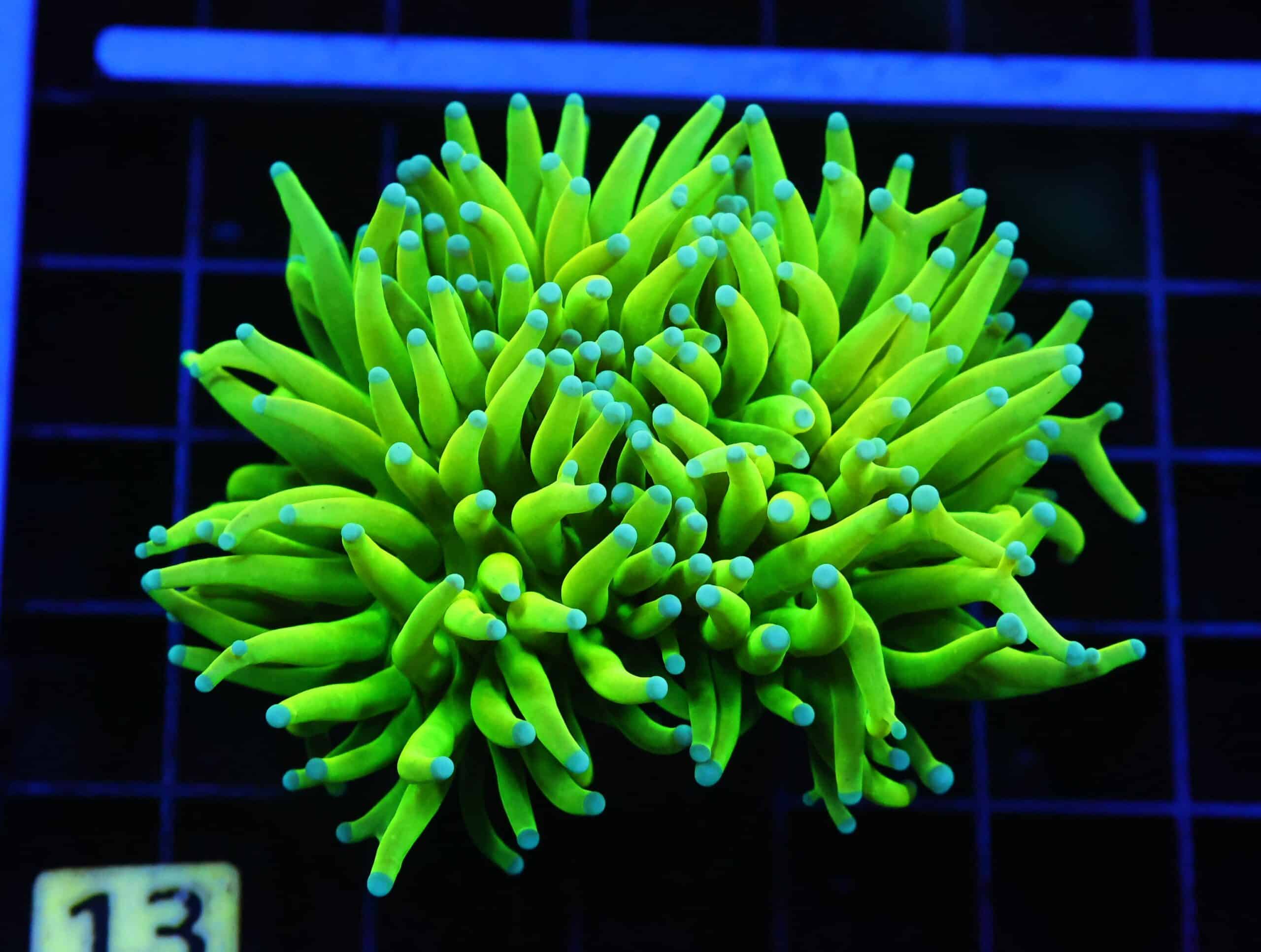 D13 - MALAYSIAN TORCH GREEN GRAIL 1 HEAD