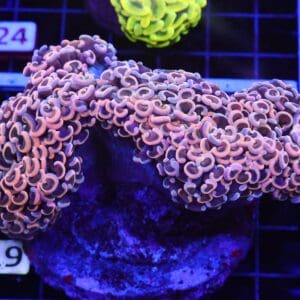 D19 - INDO HAMMER WALL ROSE GOLD