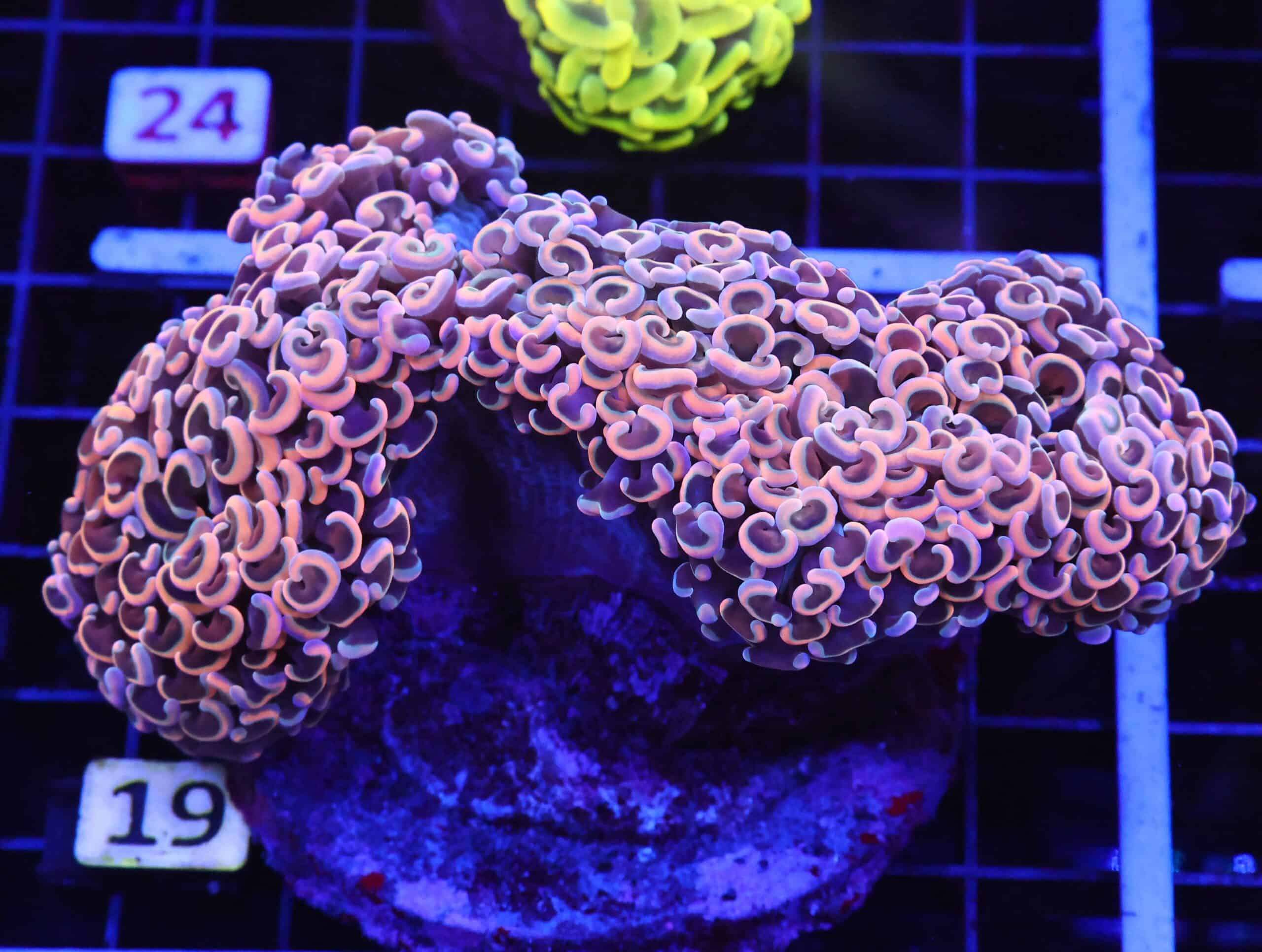 D19 - INDO HAMMER WALL ROSE GOLD