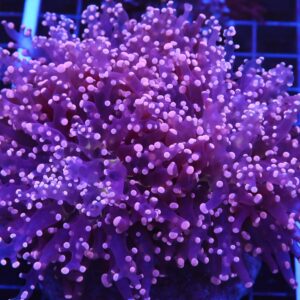D22 - INDO FROGSPAWN BRANCH PEACH 3 HEAD