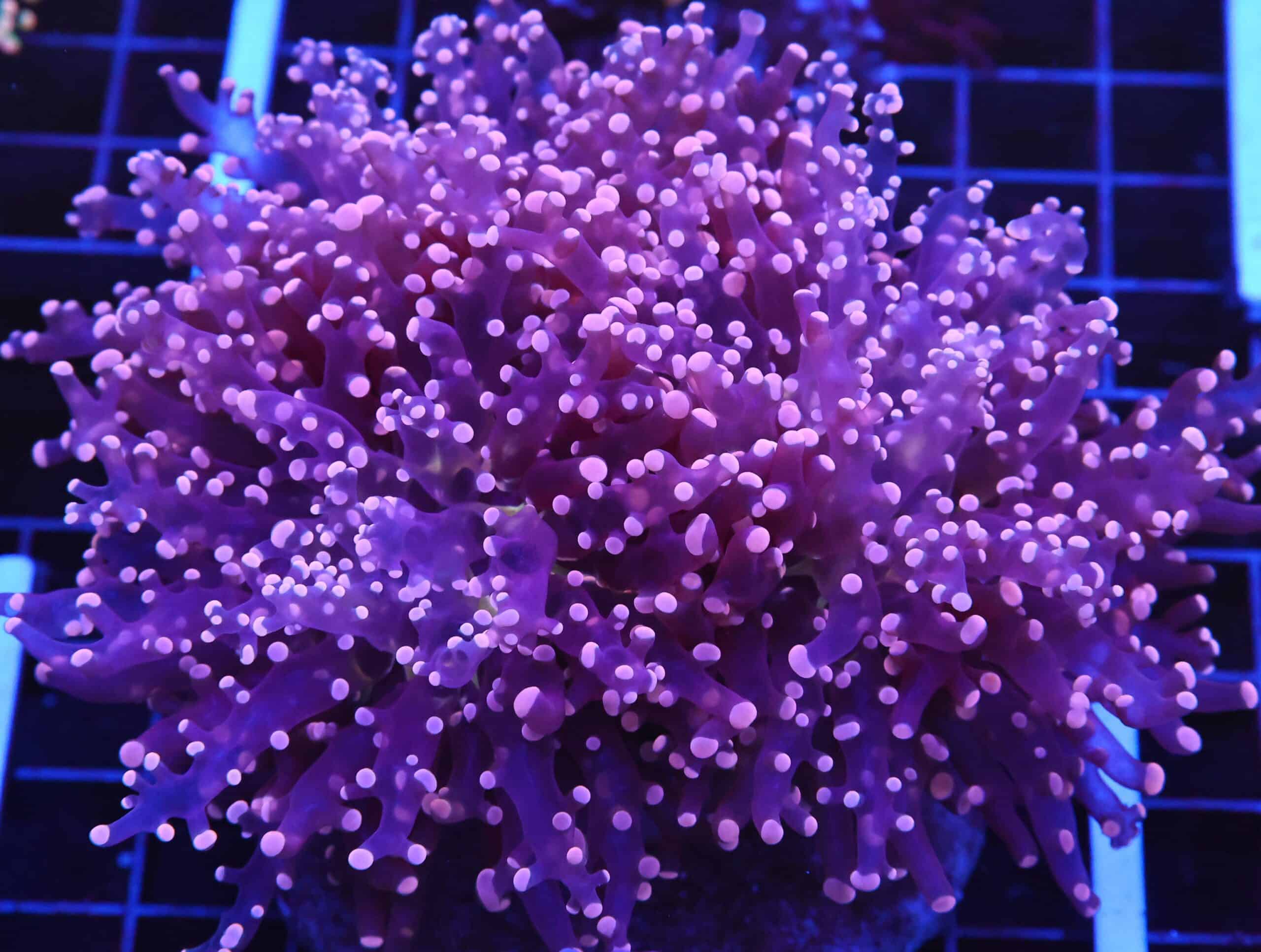 D22 - INDO FROGSPAWN BRANCH PEACH 3 HEAD