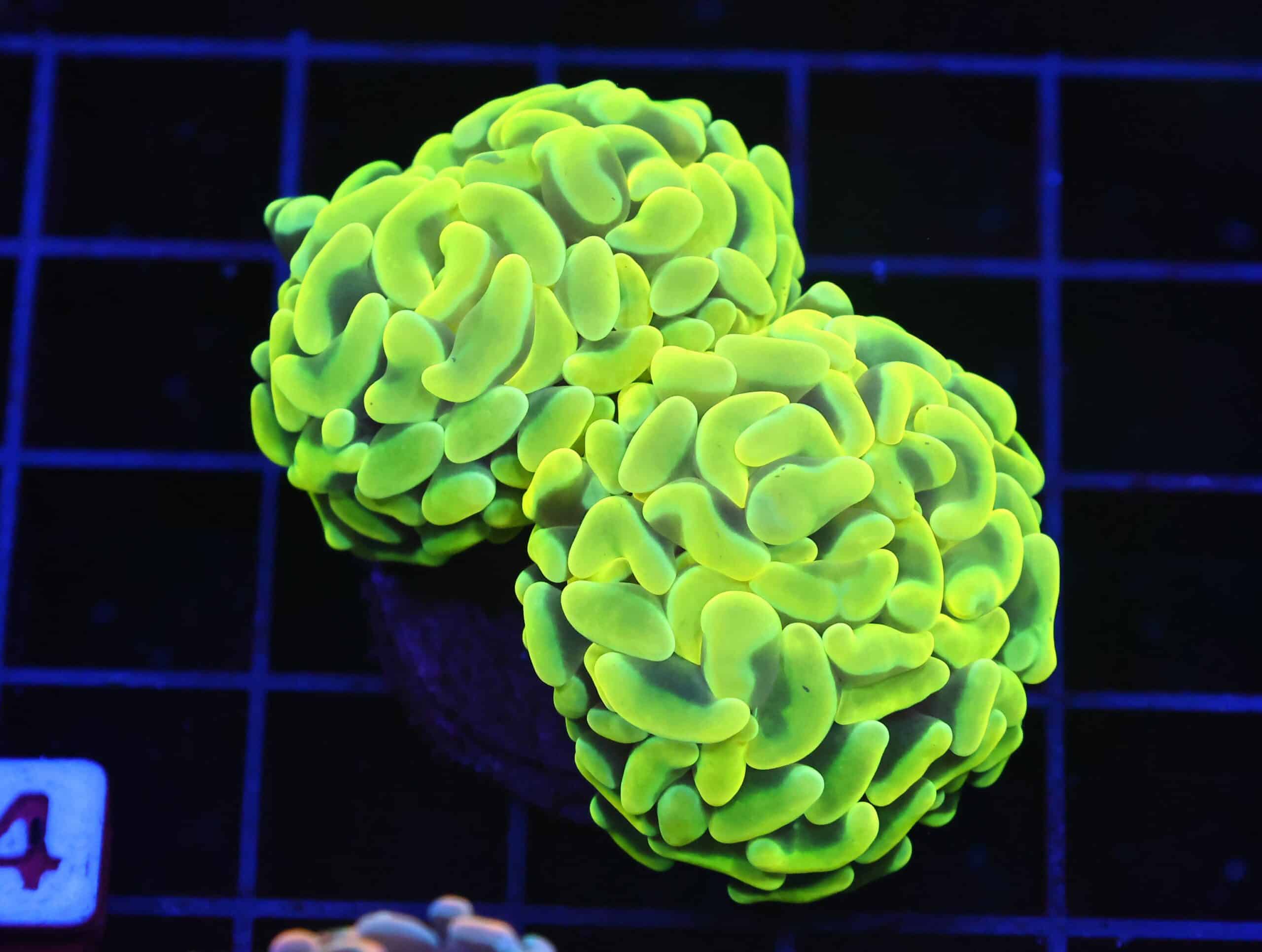 D24 - AUSSIE HAMMER THICK BRANCH YELLOW 2 HEAD